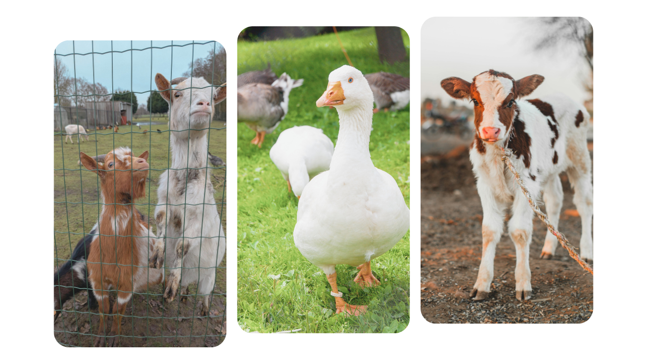 Rescues and Sanctuaries