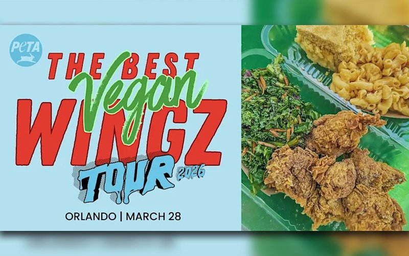 The Best Vegan Wingz Tour