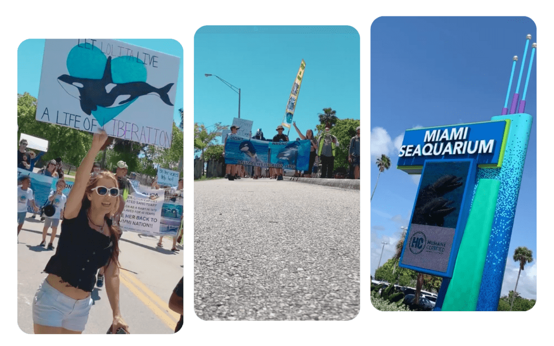 The End of an Era – Miami Seaquarium Closes Its Doors