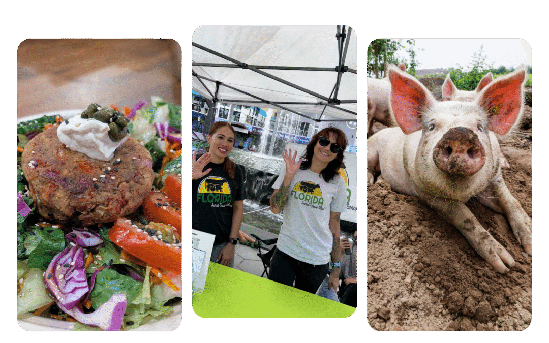 Building a Kinder Florida: Inside the Florida Animal Rescue Alliance