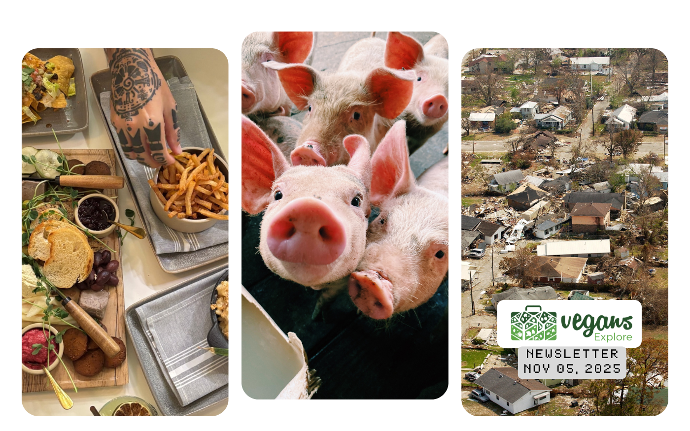 Vegans Explore Newsletter - November 05, 2025